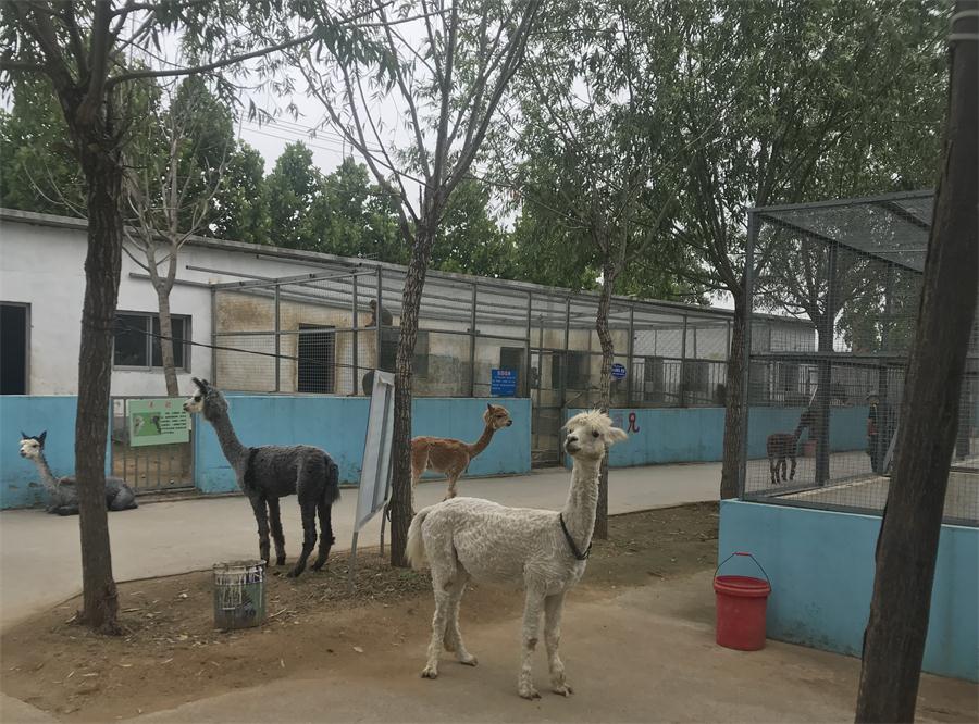 天鵝湖風(fēng)景區(qū)（泰山）速覽！(圖4)