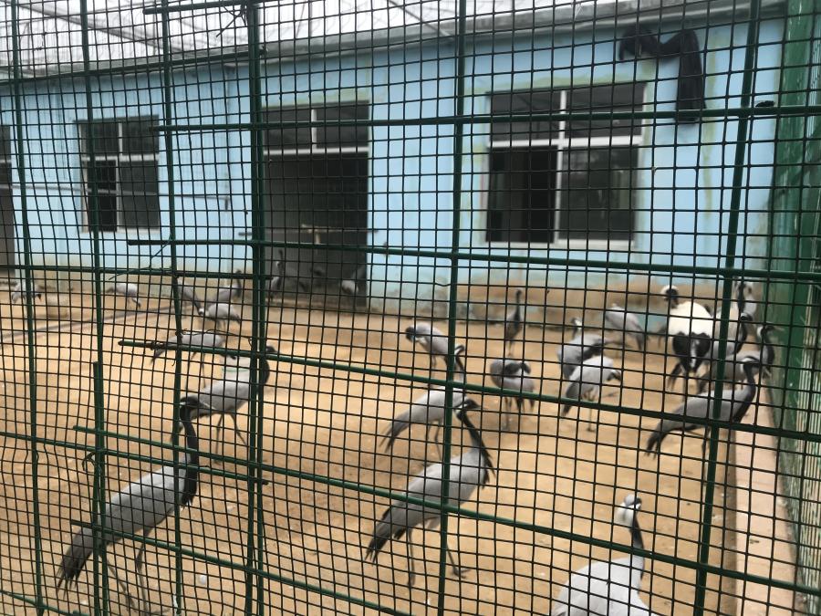 天鵝湖風(fēng)景區(qū)（泰山）速覽！(圖5)