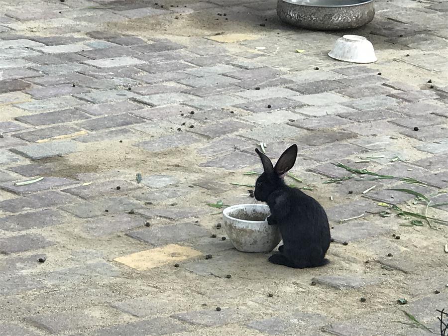 天鵝湖風(fēng)景區(qū)（泰山）速覽！(圖7)