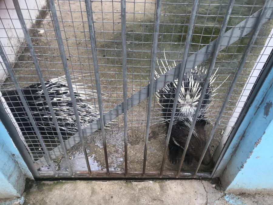 天鵝湖風(fēng)景區(qū)（泰山）速覽！(圖10)