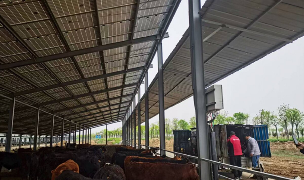 信橋鋼構：打卡蒙陰農業(yè)溫室大棚、青州黑牛養(yǎng)殖基地！(圖4)