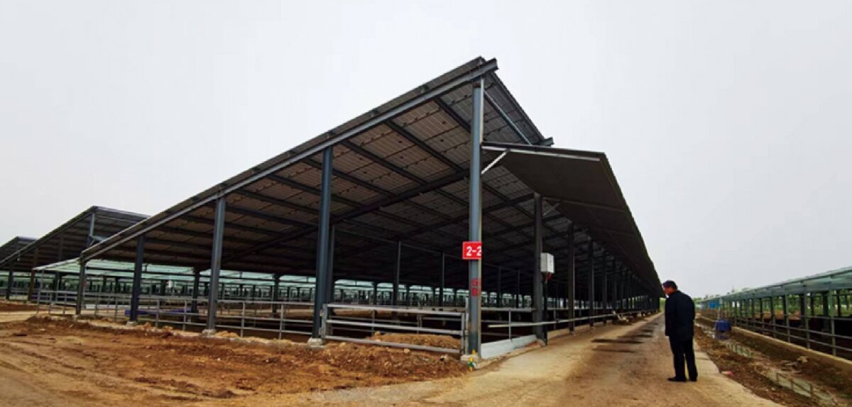 信橋鋼構：打卡蒙陰農業(yè)溫室大棚、青州黑牛養(yǎng)殖基地！(圖5)